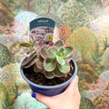 Sedum 'La Vie En Rose' - Sprouts of Bristol