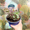 Sedum 'La Vie En Rose' - Sprouts of Bristol