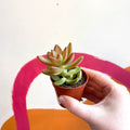 Sedum nussbaumerianum - Coppertone Stonecrop - Sprouts of Bristol