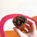 Sedum rubrotinctum - Jelly Bean Plant - Dark Purple - Sprouts of Bristol