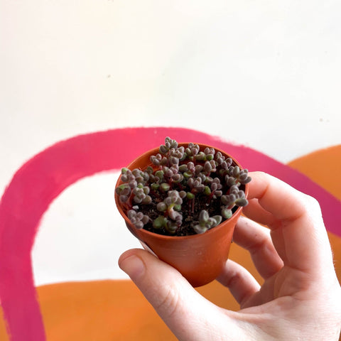 Sedum rubrotinctum - Jelly Bean Plant - Dark Purple - Sprouts of Bristol