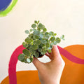 Sedum sieboldii - October Daphne - Sprouts of Bristol
