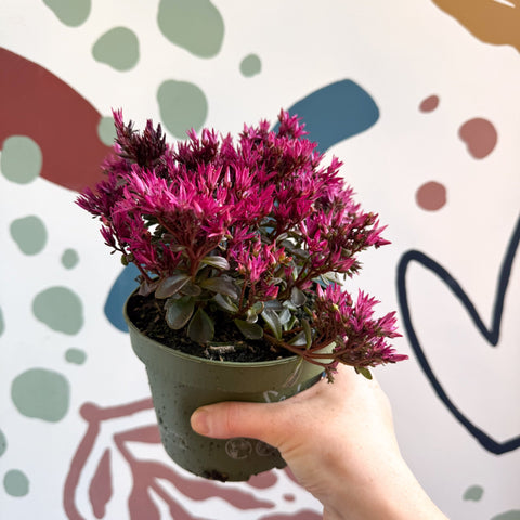 Sedum spurium 'Spot On Deep Rose' - Sprouts of Bristol