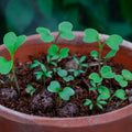Seedball Meadow Pots - Bee Mix - Sprouts of Bristol