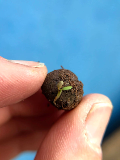Seedball Meadow Pots - Bee Mix - Sprouts of Bristol