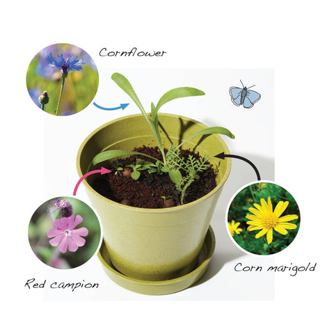 Seedball Meadow Pots - Bee Mix - Sprouts of Bristol
