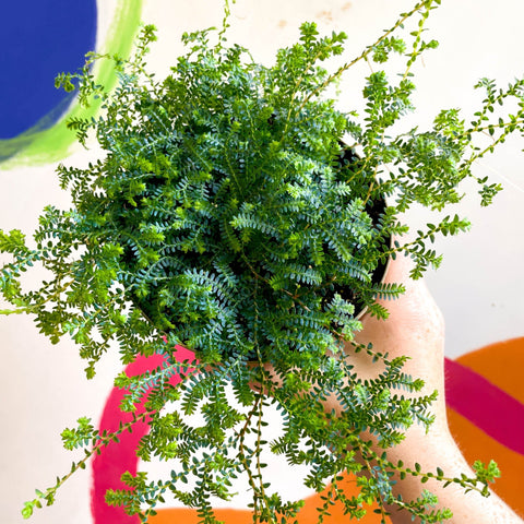 Selaginella uncinata - Peacock Spike Moss - Sprouts of Bristol