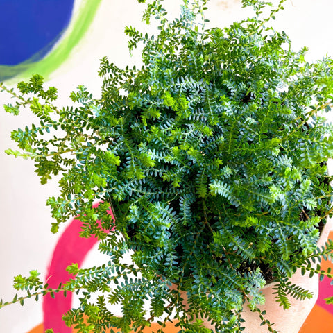 Selaginella uncinata - Peacock Spike Moss - Sprouts of Bristol