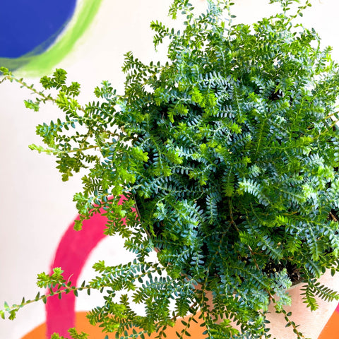 Selaginella uncinata - Peacock Spike Moss - Sprouts of Bristol