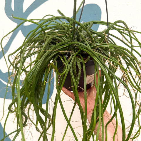 Selenicereus wercklei – Werckle’s Jungle Cactus - Sprouts of Bristol