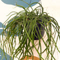 Selenicereus wercklei – Werckle’s Jungle Cactus - Sprouts of Bristol