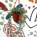 Senecio hallianus - String of Blue Beans - Sprouts of Bristol