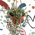 Senecio hallianus - String of Blue Beans - Sprouts of Bristol