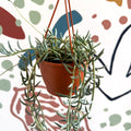 Senecio hallianus - String of Blue Beans - Sprouts of Bristol