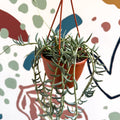 Senecio hallianus - String of Blue Beans - Sprouts of Bristol