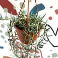 Senecio hallianus - String of Blue Beans - Sprouts of Bristol