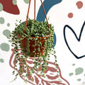 Senecio herreanus - String of Tears - Sprouts of Bristol