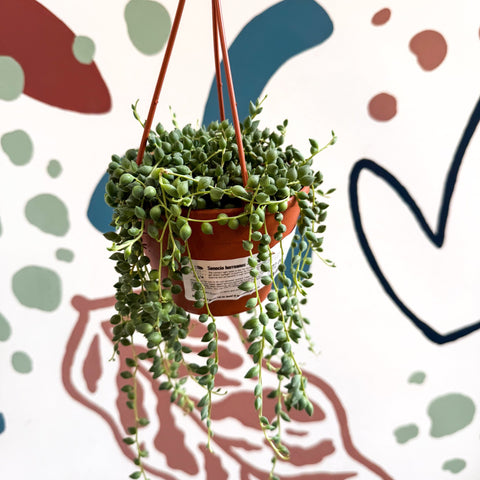 Senecio herreanus - String of Tears - Sprouts of Bristol