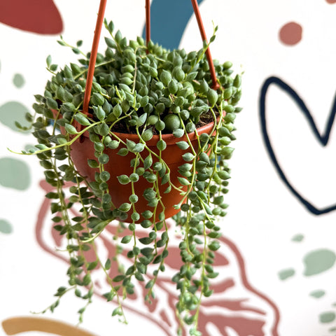 Senecio herreanus - String of Tears - Sprouts of Bristol