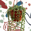 Senecio herreanus - String of Tears - Sprouts of Bristol