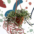 Senecio herreianus 'Purple Flush' - Purple String of Bananas - Sprouts of Bristol