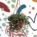 Senecio herreianus 'Purple Flush' - Purple String of Bananas - Sprouts of Bristol
