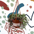 Senecio herreianus 'Purple Flush' - Purple String of Bananas - Sprouts of Bristol