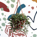 Senecio herreianus 'Purple Flush' - Purple String of Bananas - Sprouts of Bristol