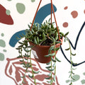 Senecio radicans - String of Bananas - Sprouts of Bristol