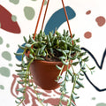 Senecio radicans - String of Bananas - Sprouts of Bristol