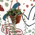 Senecio radicans - String of Bananas - Sprouts of Bristol