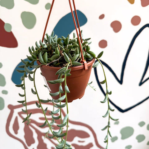 Senecio radicans - String of Bananas - Sprouts of Bristol