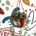 Senecio radicans - String of Bananas - Sprouts of Bristol