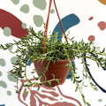 Senecio radicans - String of Fish Hooks - Sprouts of Bristol