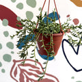 Senecio radicans - String of Fish Hooks - Sprouts of Bristol