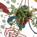 Senecio radicans - String of Fish Hooks - Sprouts of Bristol