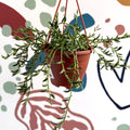 Senecio radicans - String of Fish Hooks - Sprouts of Bristol