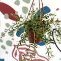 Senecio radicans - String of Fish Hooks - Sprouts of Bristol