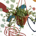 Senecio radicans - String of Fish Hooks - Sprouts of Bristol