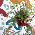 Senecio 'Twinkle Little Star' - String of Stars - Sprouts of Bristol