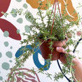 Senecio 'Twinkle Little Star' - String of Stars - Sprouts of Bristol