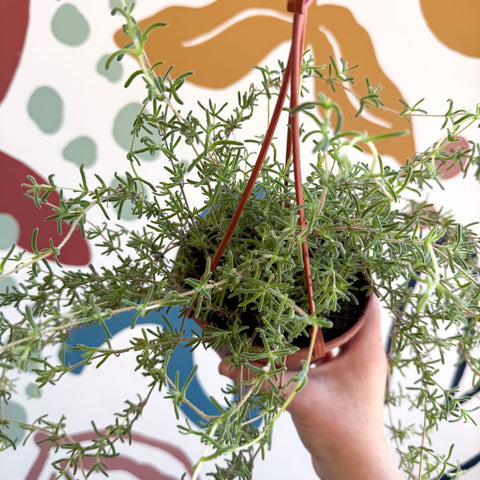 Senecio 'Twinkle Little Star' - String of Stars - Sprouts of Bristol