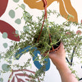 Senecio 'Twinkle Little Star' - String of Stars - Sprouts of Bristol