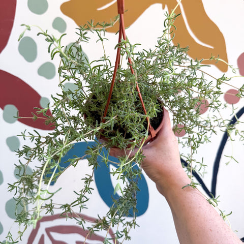 Senecio 'Twinkle Little Star' - String of Stars - Sprouts of Bristol