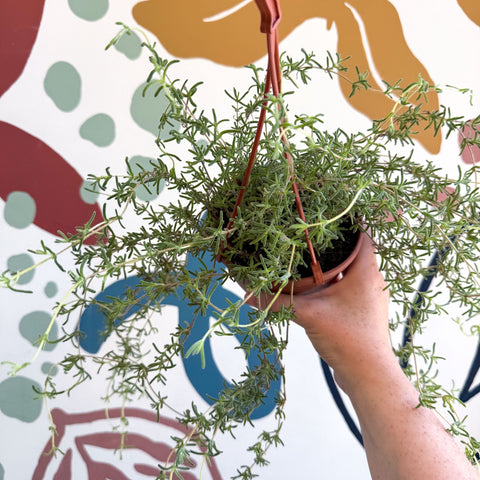 Senecio 'Twinkle Little Star' - String of Stars - Sprouts of Bristol