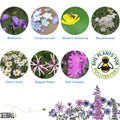 Shade Mix - Wildflower Grab Bag - Sprouts of Bristol