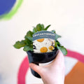 Shasta Daisy - Leucanthemum x superbum 'Madonna' - British Grown Herbaceous Perennial - Sprouts of Bristol