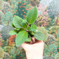 Sinningia nivalis - Welsh Grown - Sprouts of Bristol
