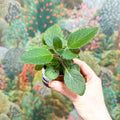 Sinningia nivalis - Welsh Grown - Sprouts of Bristol