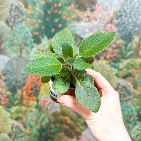 Sinningia nivalis - Welsh Grown - Sprouts of Bristol